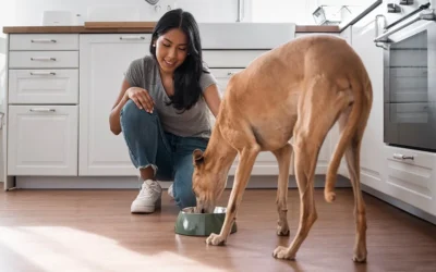 Wash Your Pet’s Dishes