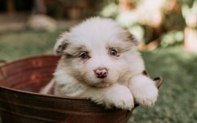 Getting to Know Your Vet