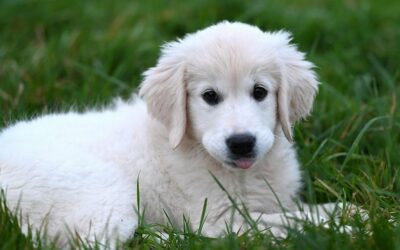 Tips for Jedi-Level Pet Owners (part one)