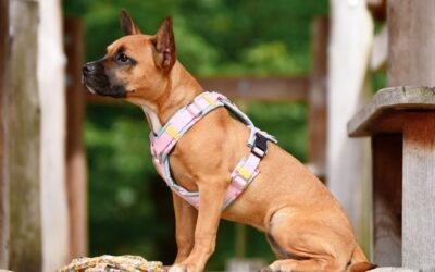 Tips for Jedi-Level Pet Owners (part three)