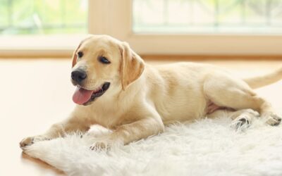 Tips for Jedi-Level Pet Owners (part two)