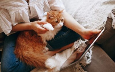 The Case For Pet Health Insurance