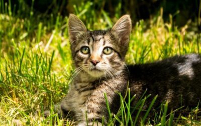 Stray Cat, Feral Cat
