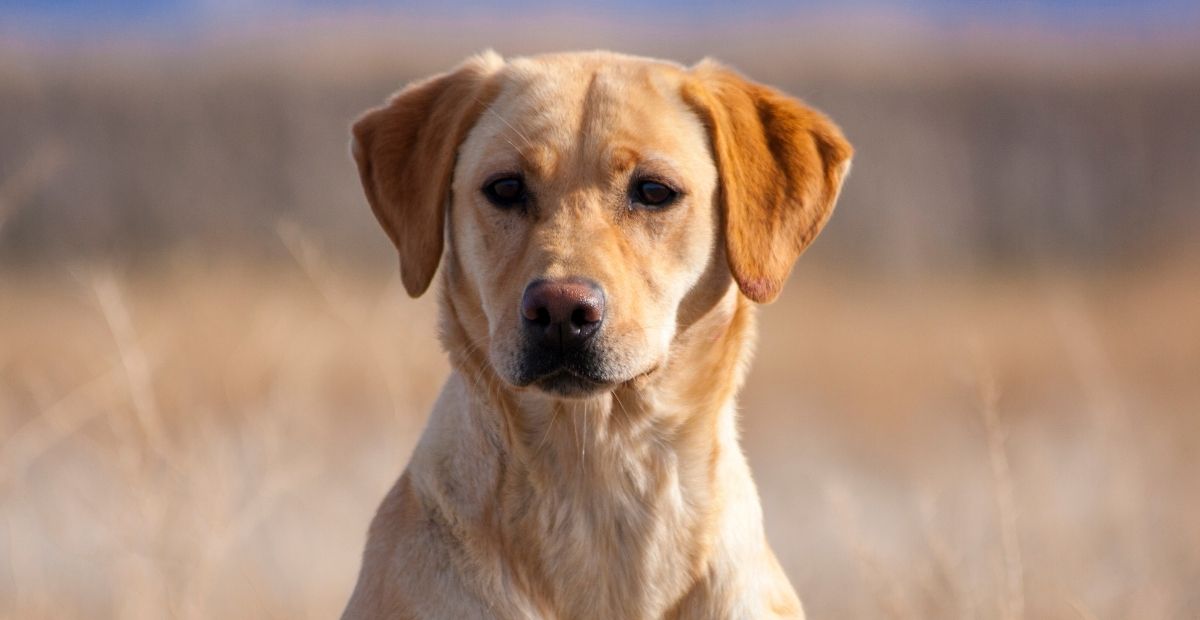 A close-up portrait of a yellow Labrador Retriever sitting outdoors.