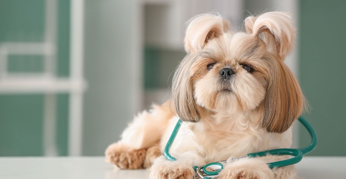 A Shih Tzu dog with a stethoscope around its neck lies on a white surface with a green background.