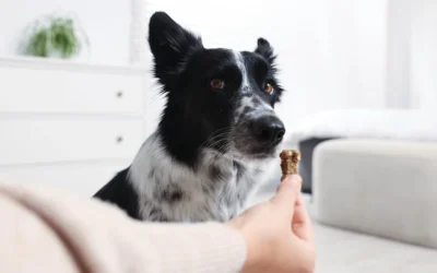 Healthy Treats for Your Pet