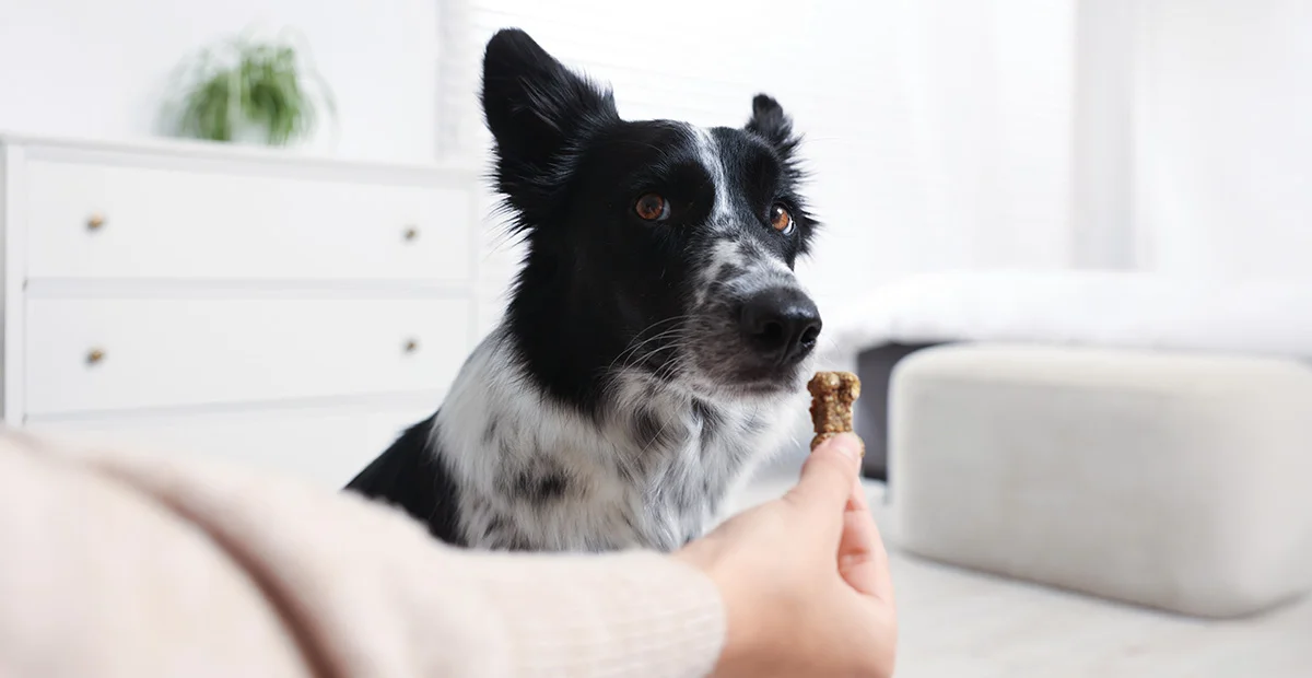 A black and white dog being offered a treat at home
